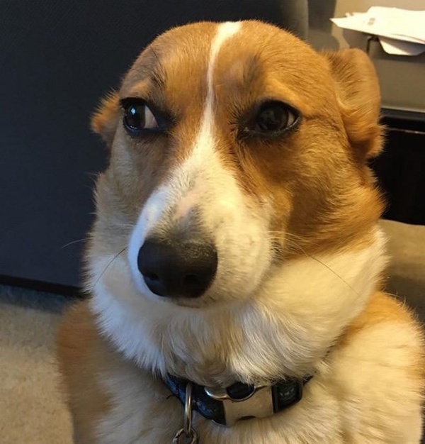 Когда твой хозяин называет чужого пса хорошим мальчиком