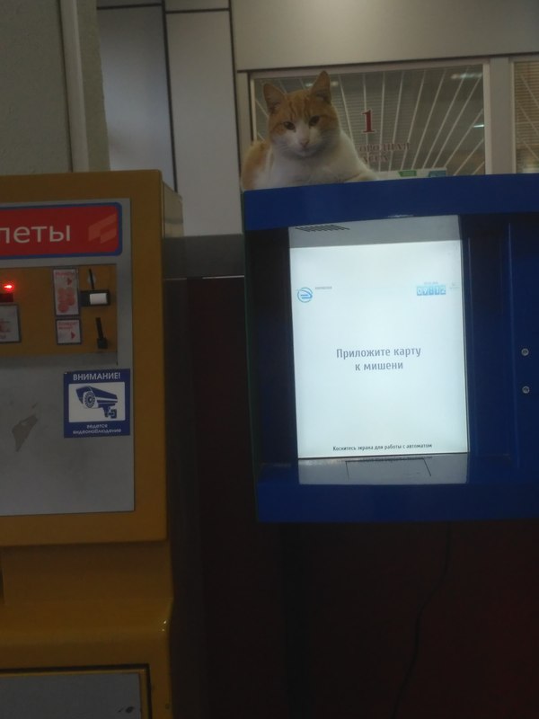 Important cat 2.0 - railway station, Morning, cat, Important