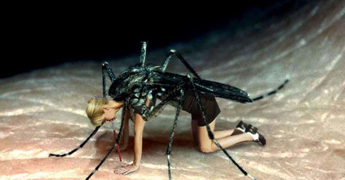 У мух есть пол. Укус комара под микроскопом. Комар под микроскопом. Комар увеличенный. Комар в увеличенном виде.