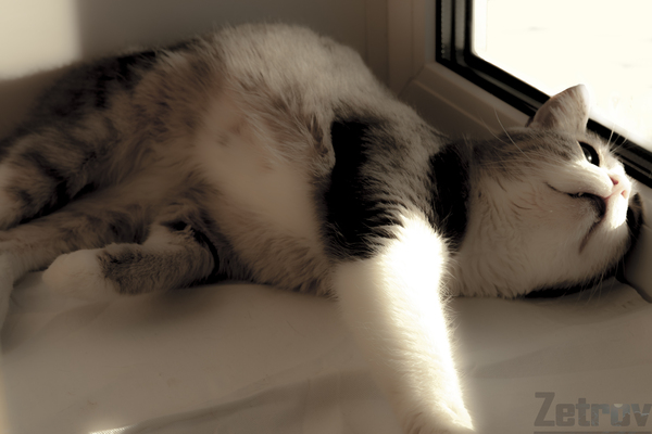 Таблица Рабкина Торрент Таблица Рабкина Торрент