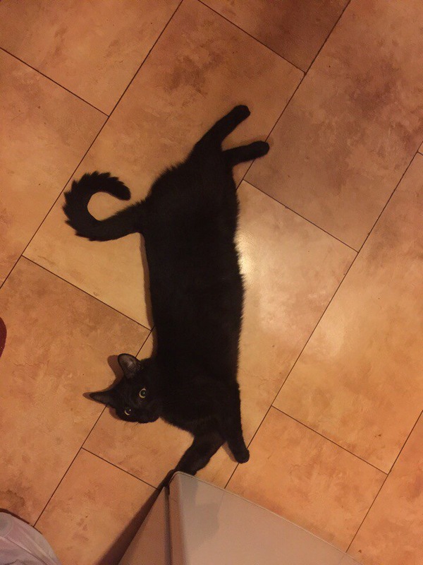 Перевод кота с UDP на TCP