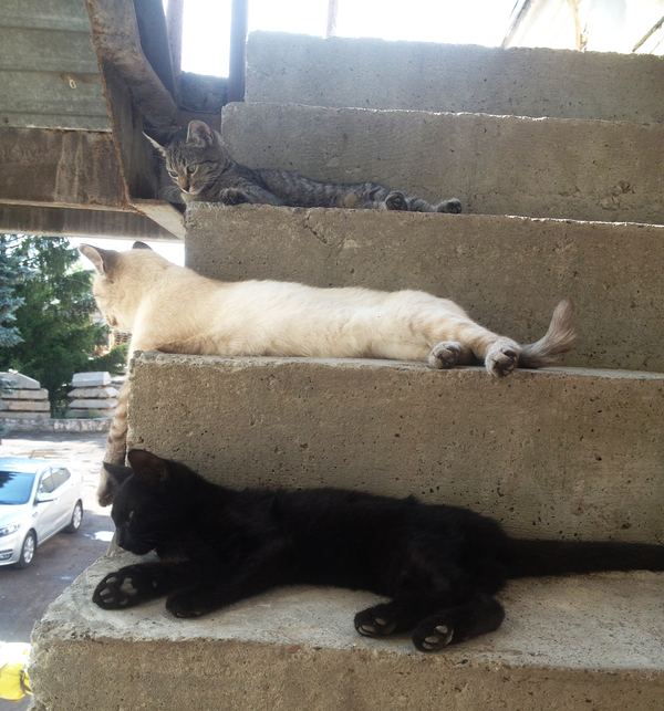 Daughter, mother and son. - My, cat, Stairs