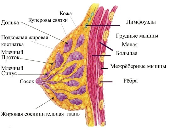 Двойные стандарты - Сиськи, Жир, Живот, Двойные стандарты