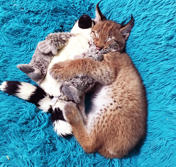 A sound sleep of a lynx with a lemur :) - My, Lynx, Hannah, Feeding, Dream, Video