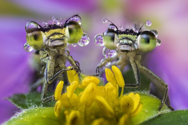 Two friends on a flower - Milota, Insects, Flowers, beauty