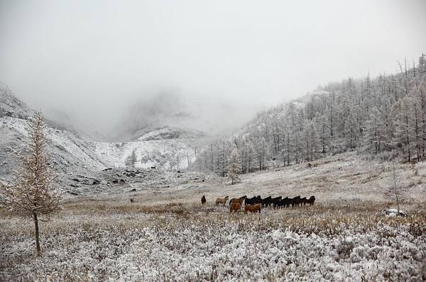 Altai, Chuisky tract - Altai, Nature, beauty, Horses, Snow, The mountains, Altai Republic