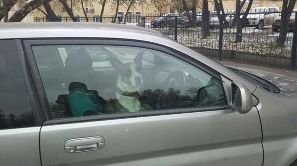 Not exactly a driver - Car, My, Photo, Behind the wheel, Dog