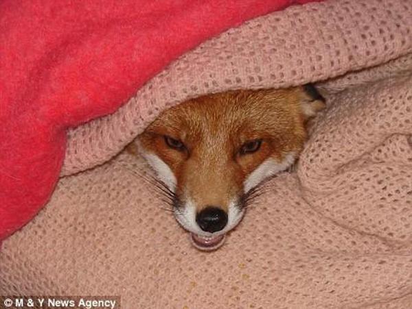 This is the state.) - Animals, Photo, Fox, Heat, Plaid