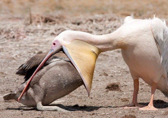 You are not yourself when you're hungry - Food, Animals, Humor