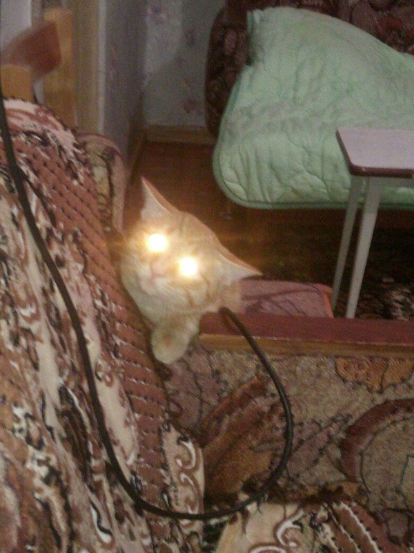 Электрокот!