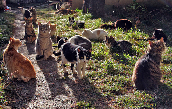 When the density per square meter goes off scale - Photo, cat, Lots of cats