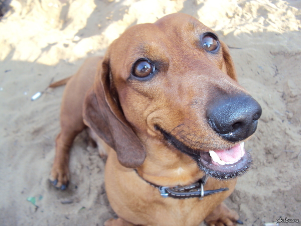 The roof is leaking - Dachshund, Story, Roof, Longpost