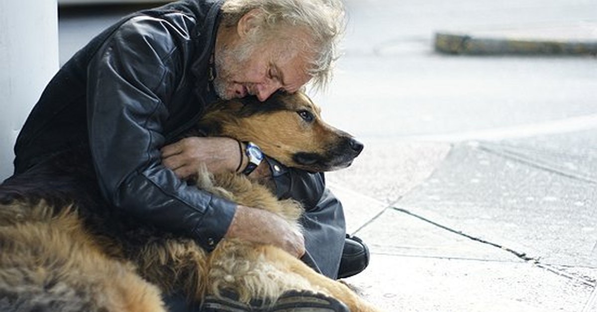 Человек без сострадание. Бездомные животные. Бездомные животные и человек.