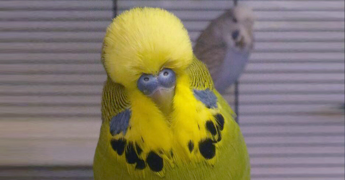 Чешский попугай фото отличие от волнистого