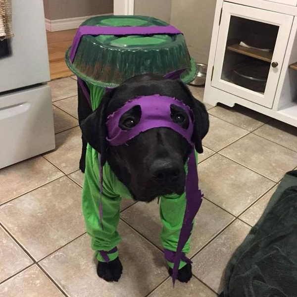 Dress up the dog for Halloween - , Dog, Teenage Mutant Ninja Turtles, Donatello TMNT