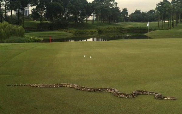 - Something I wanted to play. - Snake, Golf, Hole, Python, Field