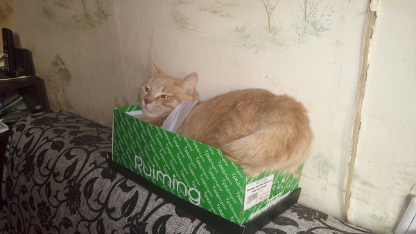 Cat and shoebox. - My, cat, Longpost, Box