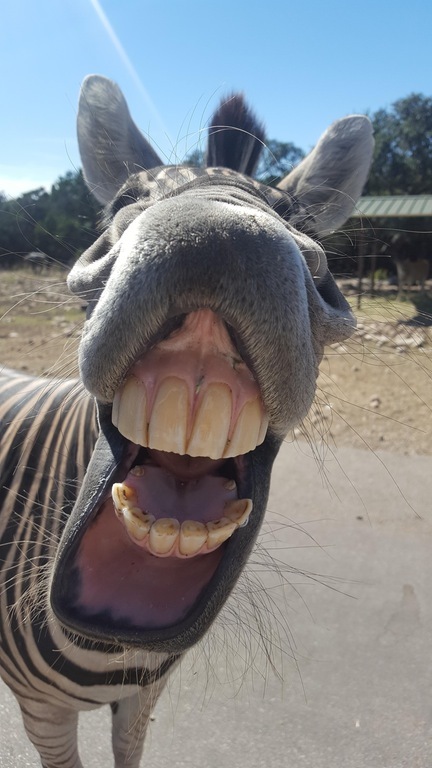The best photo from safari. - zebra, Smile, Teeth, Not mine