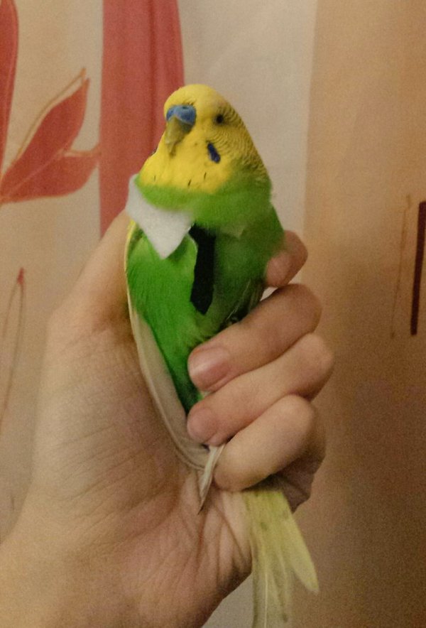 An Important Bird - My, Seriousness, , Important, Tie, A parrot