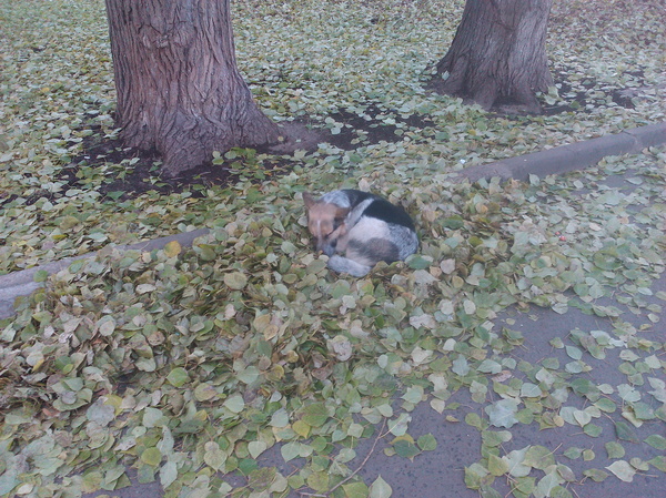 dog in leaves) - My, Dog, Milota, Autumn, Nicely