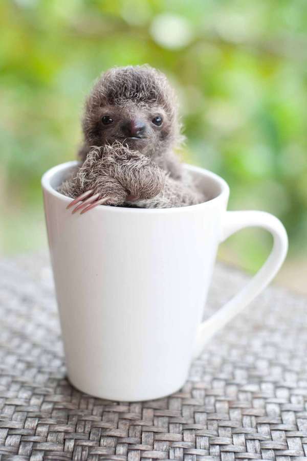 The morning does not begin with coffee,.. - A cup, Morning, Monday, Laziness, Sloth