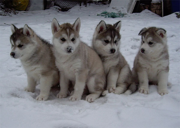 Line up, Husky kids, line up! - Husky, , Puppies, Michael Bulgakov