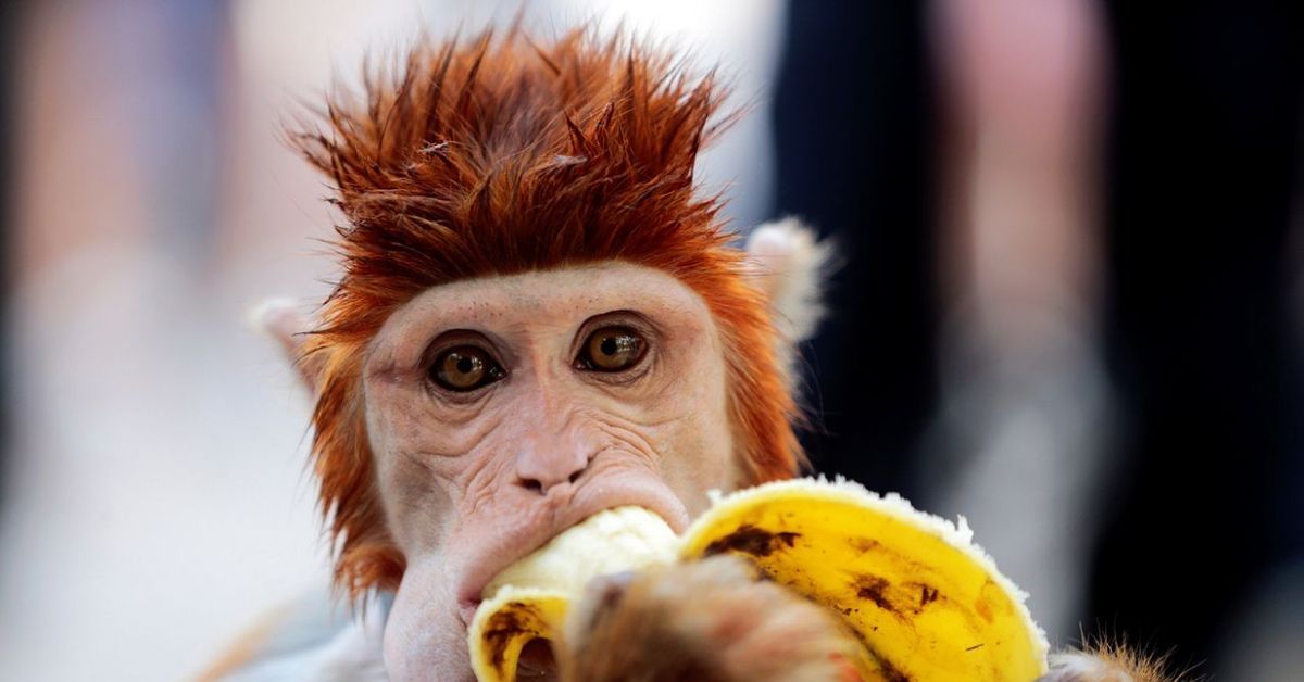 Обезьяна подавилася бананом. Обезьяна с бананом. Смешные обезьянки с бананом. Обезьянка с мандаринкой. Смешные обезьяны.