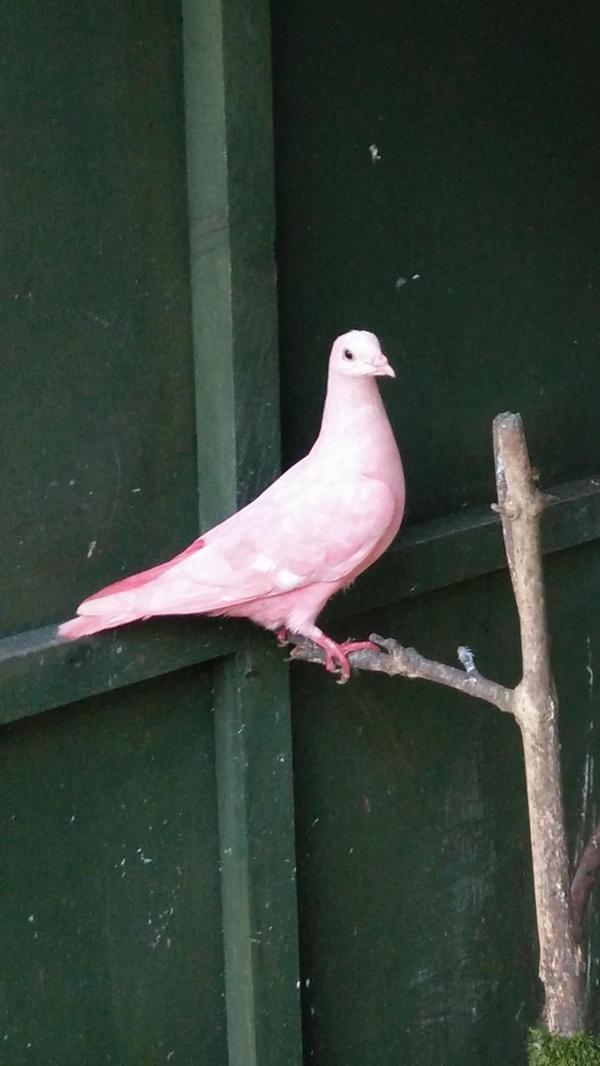 pink dove - Pigeon, Bird of peace