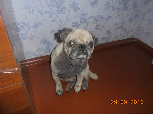 Help heal a dog - Help, My, Barnaul, Vet, Dermatitis, Pug