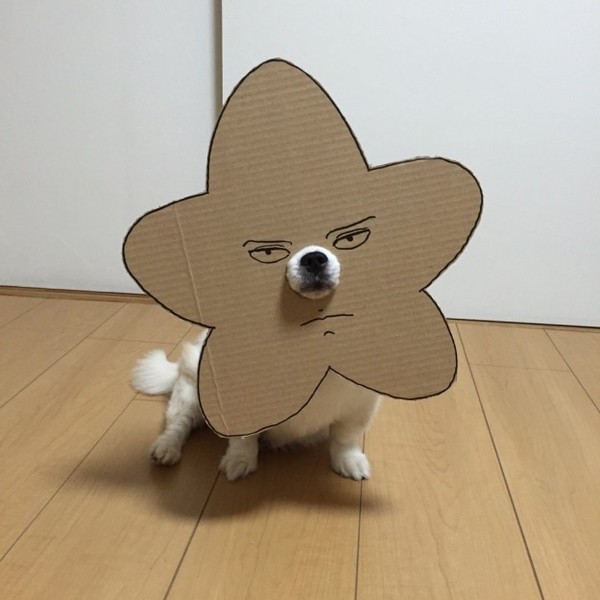 Woman makes hilarious cardboard crafts for her pet - Dog, Creation