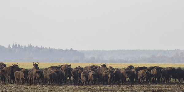 Herd of wild bison in Belarus - Republic of Belarus, Belarusians, , Bison, Wild animals, Animals, Game, Danger