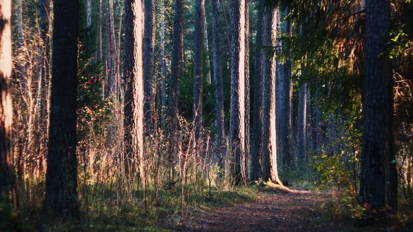 Утром в лесу - Моё, Лес, Фото, Осень, Моё, Длиннопост