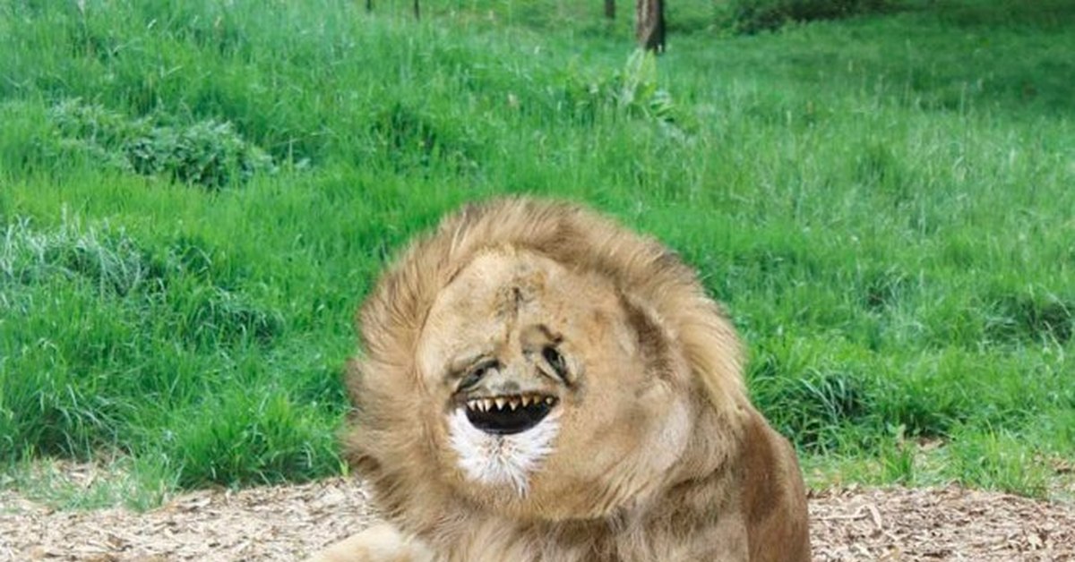 Толстый лев уфа
