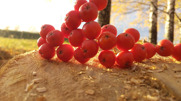 Autumn - My, Autumn, Autumn mood