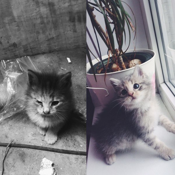 Принцесса Фифи. До и после..