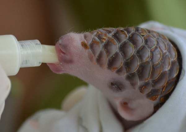 Cute baby pangolin - Pangolin, Lizard, Photo, GIF, Longpost