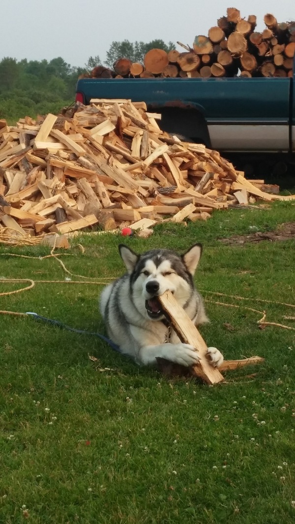 Зубочистка для маламута .