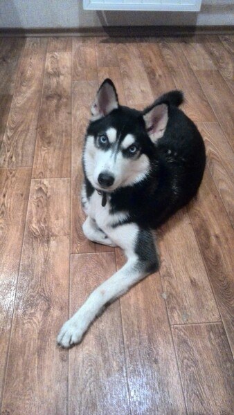 Attention, Togliatti!!! A husky dog ??has been found. 8 quarter. Looking for an owner. - My, Help, Dog, Tolyatti