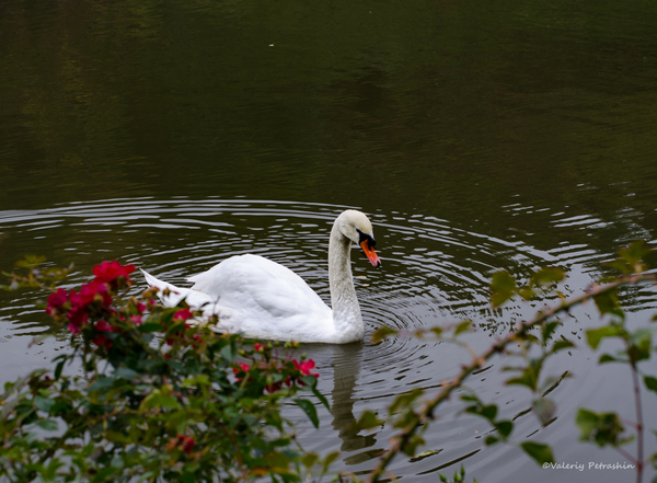 Swan - My, Sofiyivka, Swans, Photo