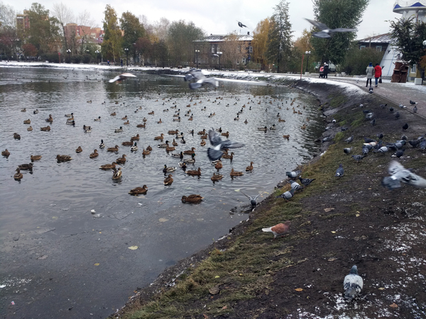 Ducks occupied the city lake, well, pigeons at the same time - My, Tomsk, Lake, Duck, Photo, Birds, Winter, Milota, Longpost