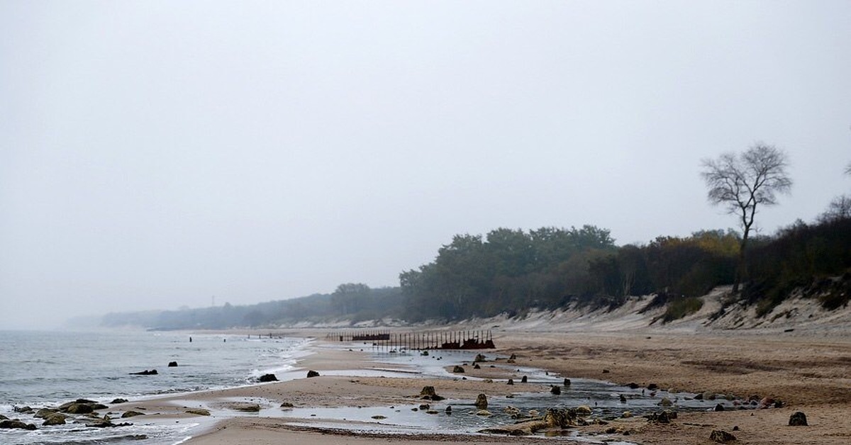 Прилив и отлив моря. Приливы Балтийском море. Реликтовый лес в Зеленоградске. Отлив моря. Отливы Балтийского моря.