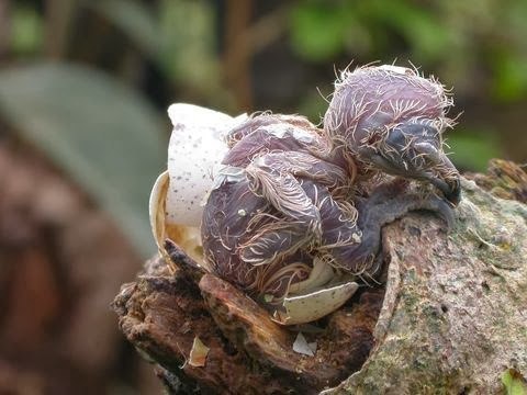 How forest nightjars nest - Nightjar, Forest nightjars, Birds, Giant Goat, Longpost