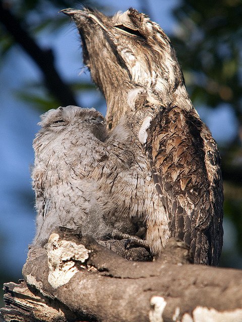 How forest nightjars nest - Nightjar, Forest nightjars, Birds, Giant Goat, Longpost