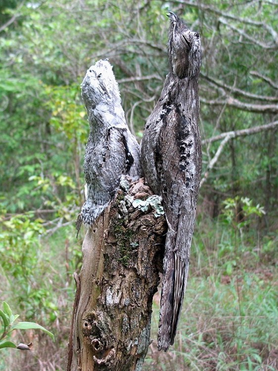 How forest nightjars nest - Nightjar, Forest nightjars, Birds, Giant Goat, Longpost