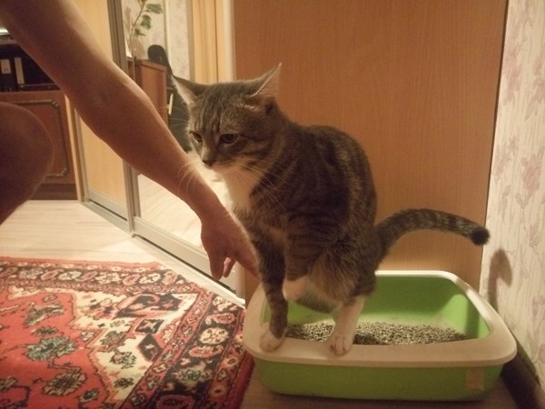 Cat is a thinker - My, cat, Funny, Toilet, Humor, Animals, Russia