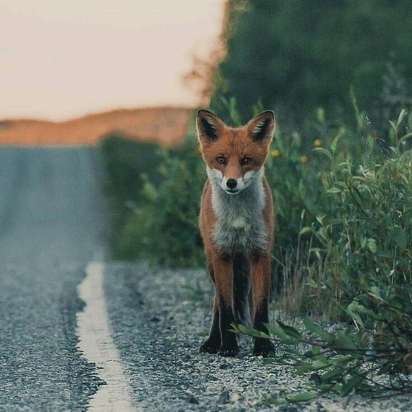 Companion - Fox, Fyr, Milota, Ururu, Road, Katrin1989