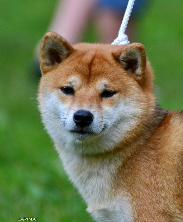 Favorite red face. - My, Dog, Shiba Inu, , Redheads, Photo