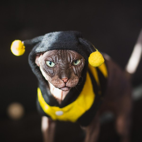 Pcholko - My, cat, Sphinx, Bees, Costume