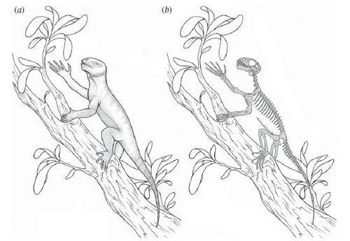 tree lifestyle - My, , Paleontology, League of biologists, , Synapsids, , Longpost