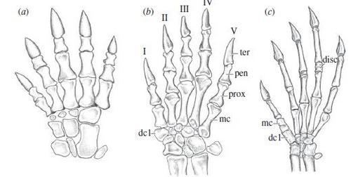 tree lifestyle - My, , Paleontology, League of biologists, , Synapsids, , Longpost